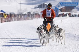 Lenk 2013